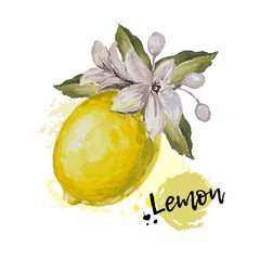 Watercolor lemon and flower on a white background