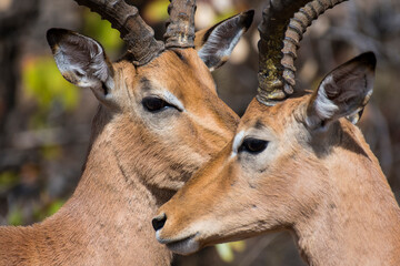 impala portrait