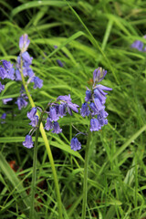 A close up of a Flower
