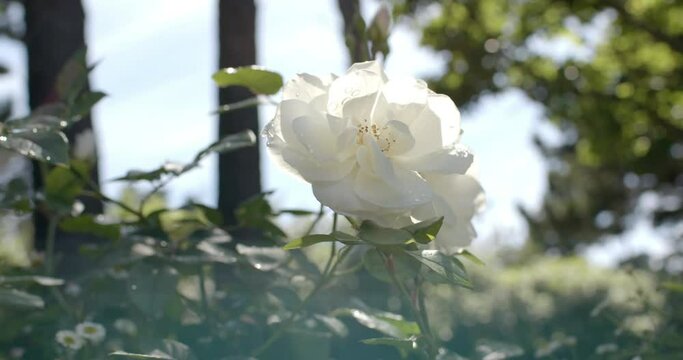 Beautiful white rose growing in sunny garden, slow motion