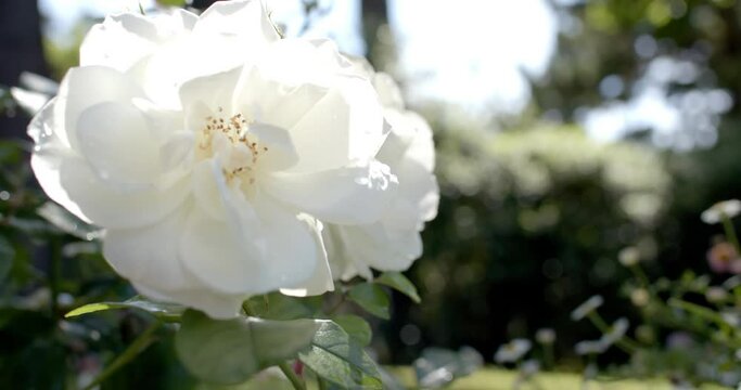 Close up on beautiful white rose growing in sunny garden, slow motion