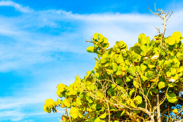 Sea grape plant tree with leaves grapes and seeds Mexico.