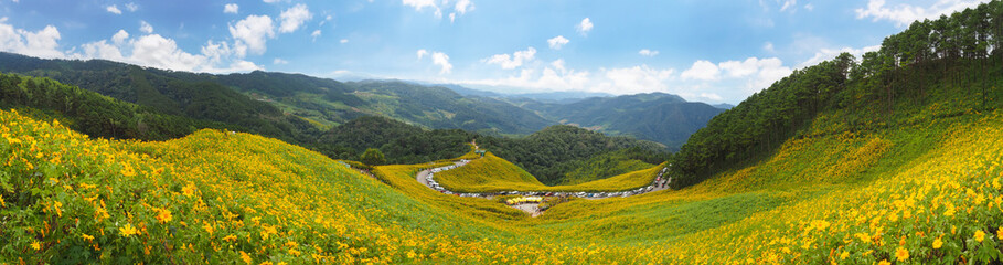 Beautiful Wide Angle of Buatong / Mexican Sunflower Field in The Sunset From A Scenic Area.  This...