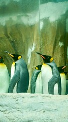 
penguin in the taipei zoo ice - obrazy, fototapety, plakaty