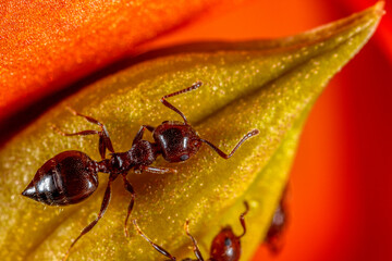 ant on colored flower