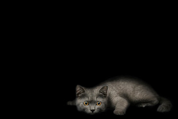 Kitten of the british breed of smoky gray color on a black backg