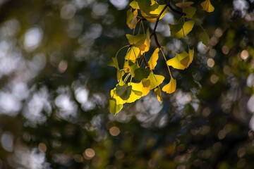 Ginkgo leaves in forest, Ginkgo Leaf (Ginkgo biloba) with back lit blurred background and shallow.