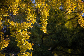 Ginkgo leaves in forest, Ginkgo Leaf (Ginkgo biloba) with back lit blurred background and shallow.