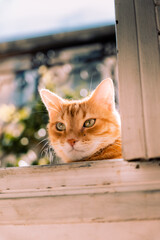 Beautiful  ginger cat peeking over a sunny windowsill.
