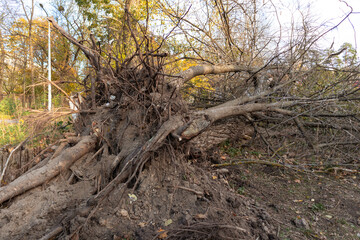 Massive roots of a tree torn out by a hurricane