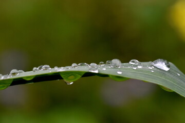 Regentropfen auf einem Grashalm
