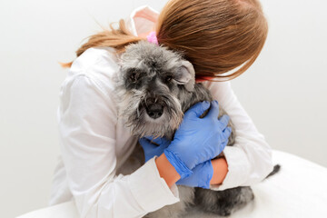 Veterinarian doctor holding and hugging schnauzer dog in a veterinary clinic on white background. Pet care, health care. Veterinary care. Veterinary medicine concept.