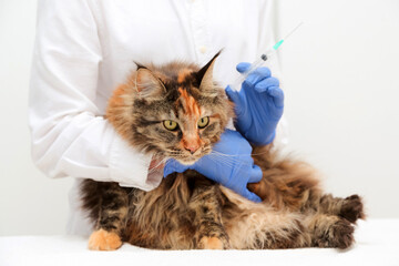 veterinarian gives an injection to a maine coon cat. Concept of pet vet clinic, periodic vaccination