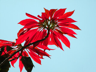 Beautiful Red Poinsettias,  Euphorbia pulcherrima