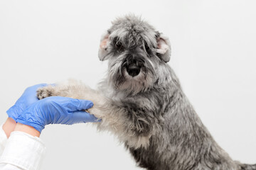 Veterinarian doctor holding schnauzer dog in veterinary clinic on white background. Pet care, health care.Veterinary care. Veterinary medicine concept.