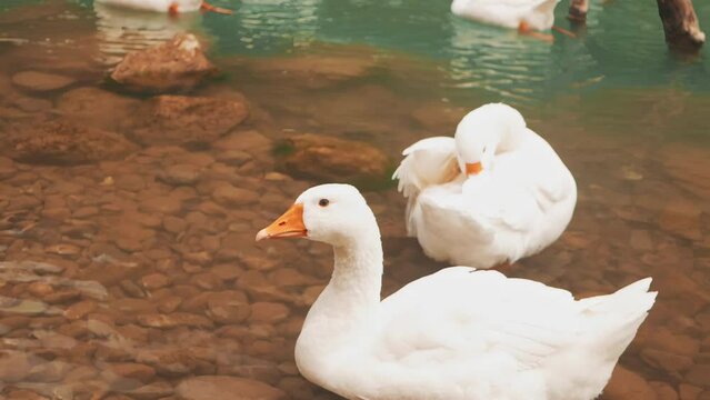 white geese create a tranquil ambiance on the Turkish lake, a slice of calm amidst mountains