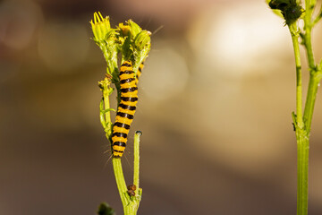 the yellow black caterpillar of the cinnabar moth feeding on a ragwort plant