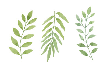 Assortment of watercolor leaves illustration set - green leaf branches collection for wedding, greetings, stationary, wallpapers, fashion, background. olive, green leaves, Eucalyptus etc