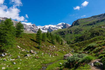 Summer view of Monte Rosa, Gressoney La Trinite, Aosta Valley, Aosta Valley, Italy. Spring landscape in Gressoney Valley (also known as Lys Valley), Monte Rosa Massif.