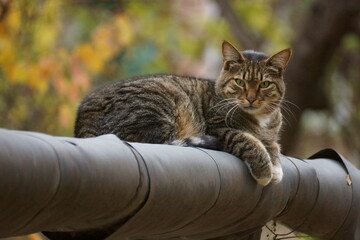 Gray-brown tabby cat on a heating pipe in November.  Novocherkassk, Russia.
