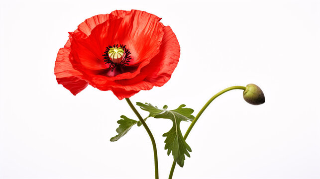 A sole scarlet poppy stands out against a pure white backdrop.