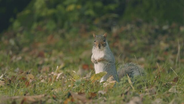 Cute wild grey squirrel in park, close up
