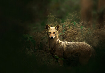Jungle fox