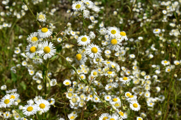 Obraz premium Field of blooming chamomile.