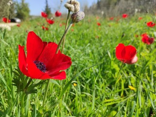 red flowers