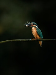 Kingfisher's world