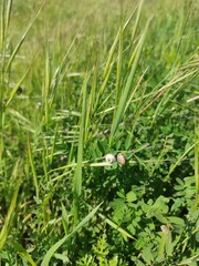 dew on the grass