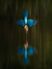 Kingfisher's world