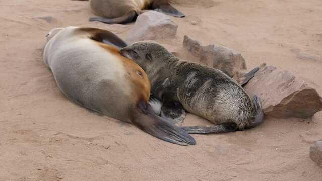 Close-up of cub seal sucking milk from breast of female seal. Lying on sandy beach shore of reserve. Animals in natural habitat of national park in Namibia at Cape Cross
