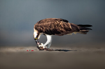 Osprey in hunt