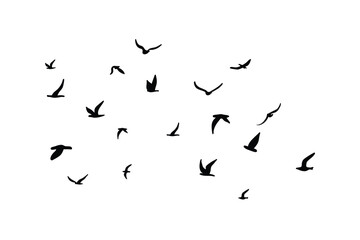A flock of flying silhouette birds. Black on white background. Vector