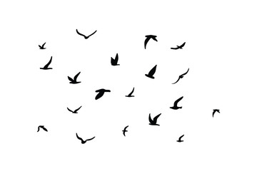 A flock of flying silhouette birds. Black on white background. Vector - obrazy, fototapety, plakaty
