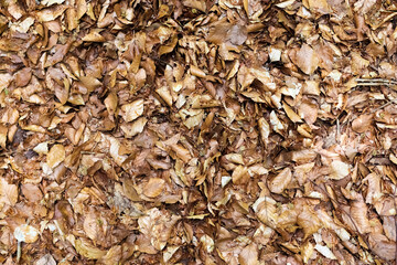 Beautiful colorful autumn leaves on the ground for backgrounds or textures