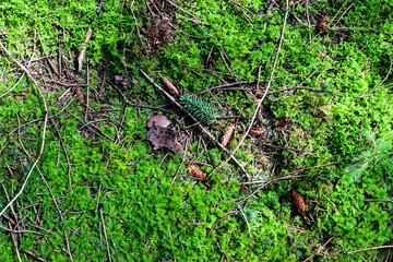 Detailed close up view on a forest ground texture with moss and branches