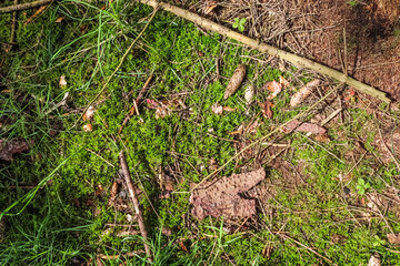 Detailed close up view on a forest ground texture with moss and branches