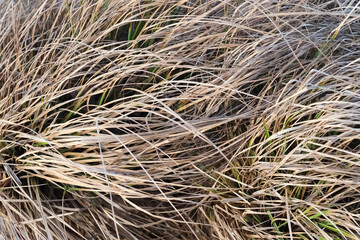 Close up view at the surface of natural reed.