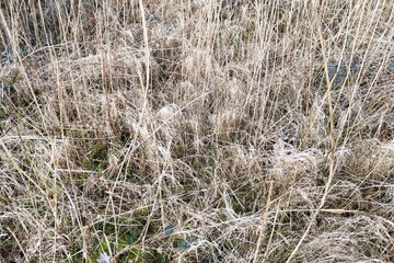 Close up view at the surface of natural reed.