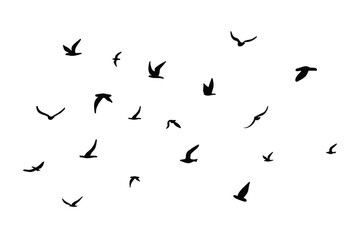 A flock of flying silhouette birds. Black on white background. Vector