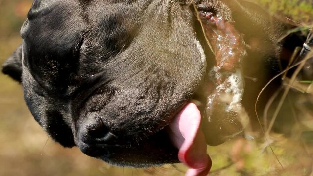 Black Cane Corso Dog. Big Dog Breeds. Close Up Portrait. Black Cane Corso Dog. Big Dog Breeds. Close Up Portrait.