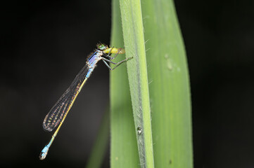 close-up view of a damselfly in natural environment. Sample of macrophotography.