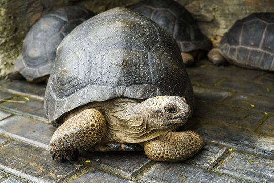 Land turtle, Cute tortoise, Sulcata tortoise, African spurred tortoise.