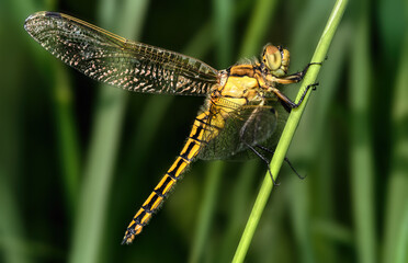 macro of Black-tailed Skimmer - Orthetrum cancellatum. close-up of a dragonfly