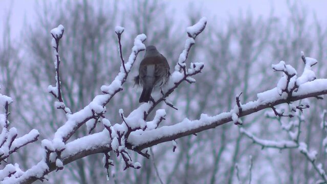 Bird Fieldfare, Turdus pilaris on branches tree with snow and snow covered trees in cold wintertime with cloudy sky - real time with zoom out. Topics: weather, ornithology, natural environment, winter