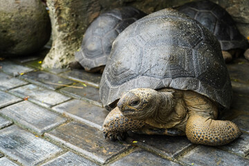 Land turtle, Cute tortoise, Sulcata tortoise, African spurred tortoise.