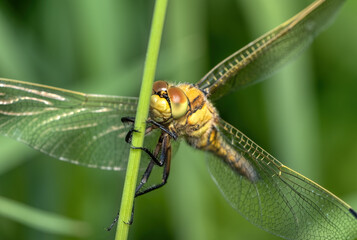macro of Black-tailed Skimmer - Orthetrum cancellatum. close-up of a dragonfly
