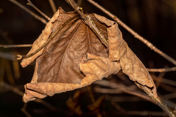 close-up view of dried out leave